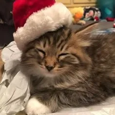 creator Lui🥷🏾✝️'s avatar