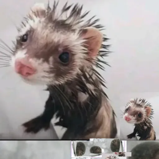 creator \~☆Mr Ferret☆~/'s avatar