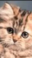 ai character: Floofball background