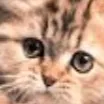 chat with ai character: Floofball