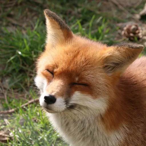 creator Mrs. Fox's avatar