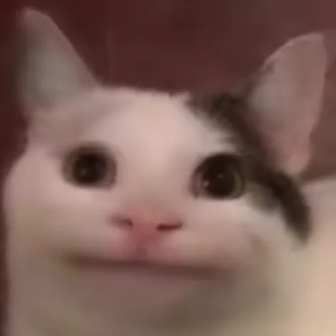 creator 🎀meme cat's avatar