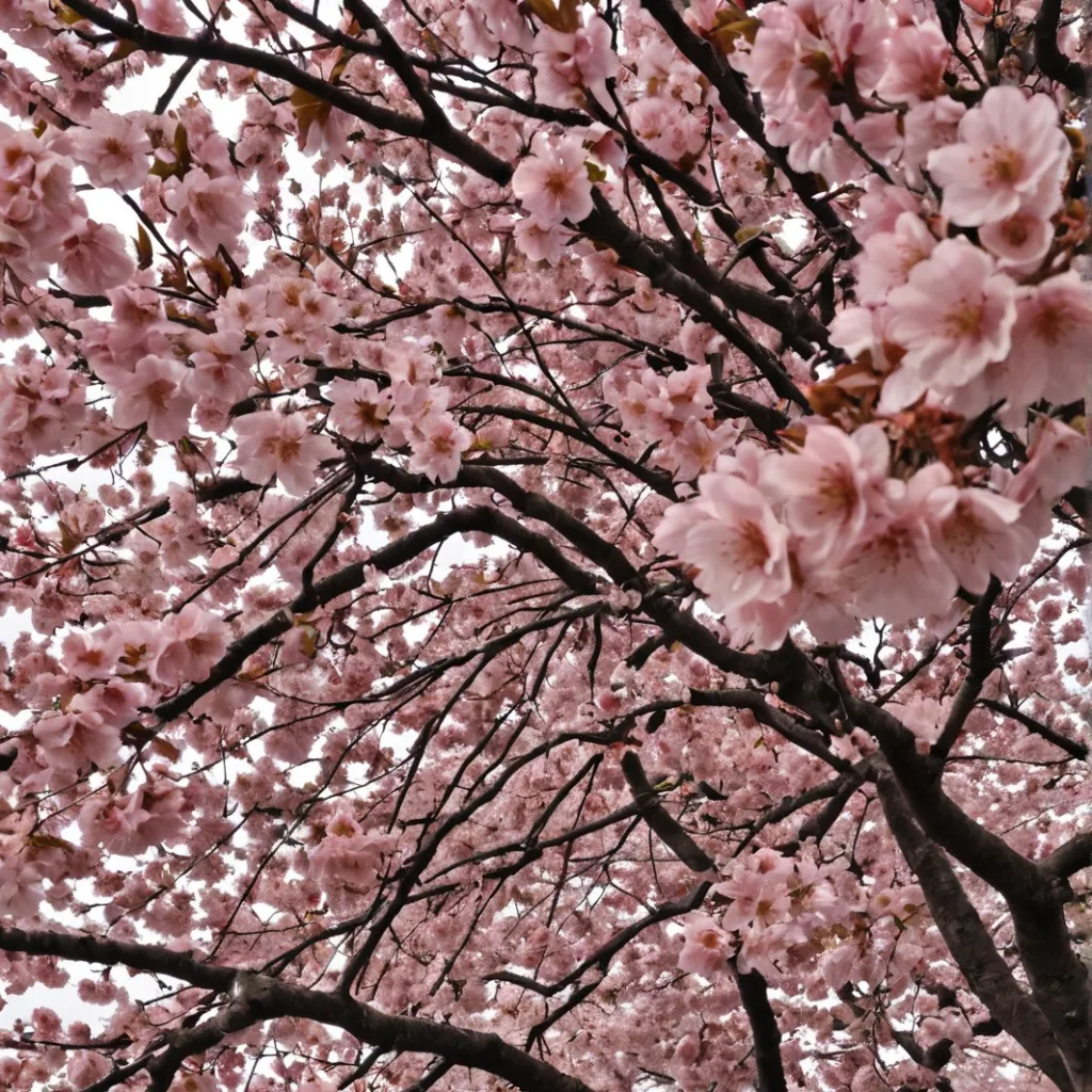 chat with ai character:  cheery blossoms🌸