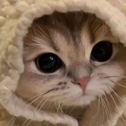 creator Lola_is_my_bestie💅's avatar