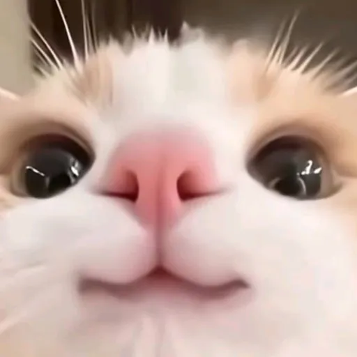 creator random personidk's avatar