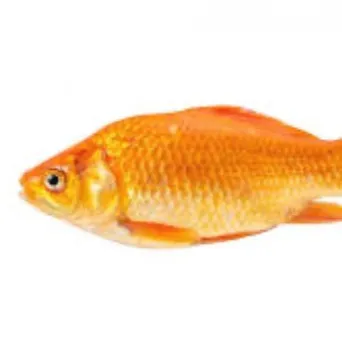 creator I.am.fish's avatar