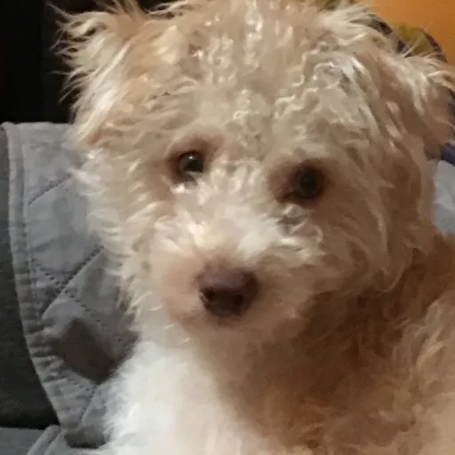 creator Doggy cutie's avatar