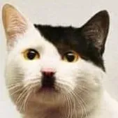 creator Adopt Hitler's avatar