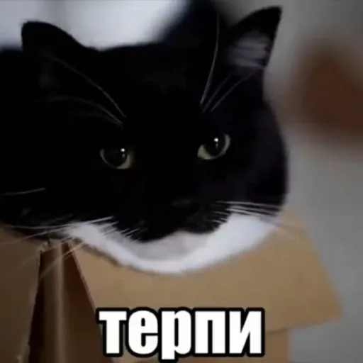 creator Тринога's avatar