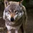 creator le loup's avatar