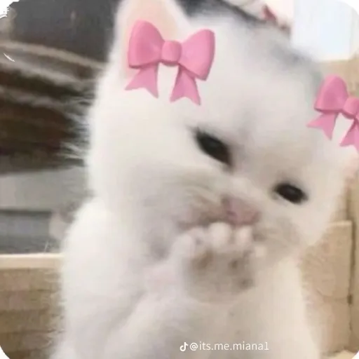 creator 🍥akarilikescats🍥's avatar