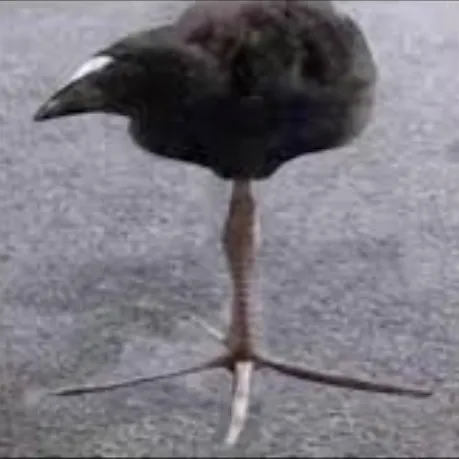 creator D E R P's avatar