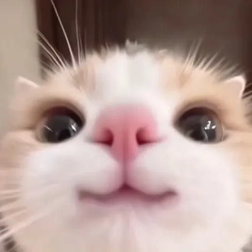 creator πΏ-_ααIααESS_-π₯'s avatar