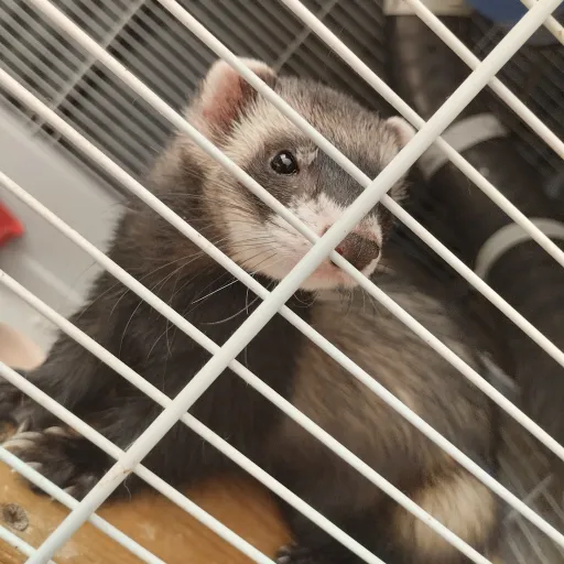 creator Ferret_Lover's avatar