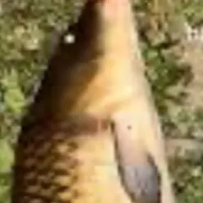 creator Crappie man's avatar