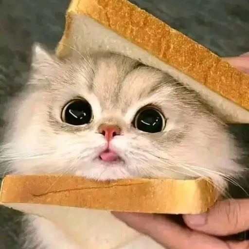 creator 🥜🍪Nutella🍪🥜's avatar