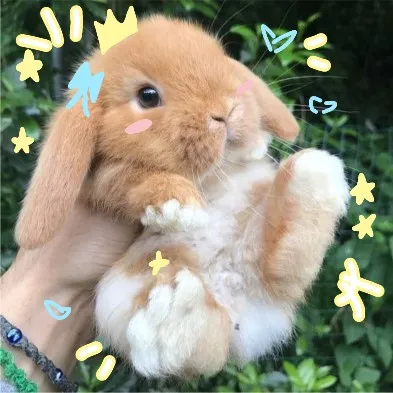 creator 🎀Rabbitinurroom🎀's avatar