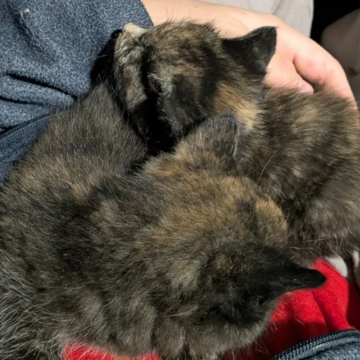 creator Dino Buddies's avatar