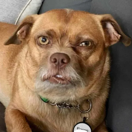 creator TheDog11's avatar