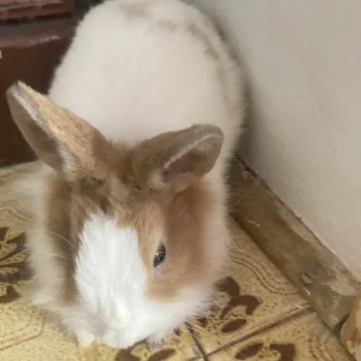 creator chocolatesnowbunne's avatar