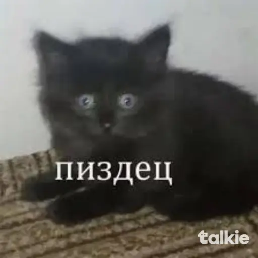 creator пмздец :)'s avatar