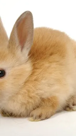 ai character: Bunny background
