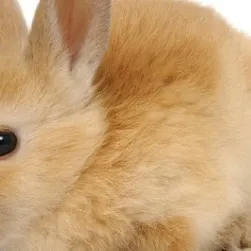 chat with ai character: Bunny