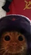 ai character: russian cat background