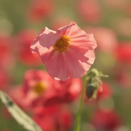 chat with ai character: pregnant funtime