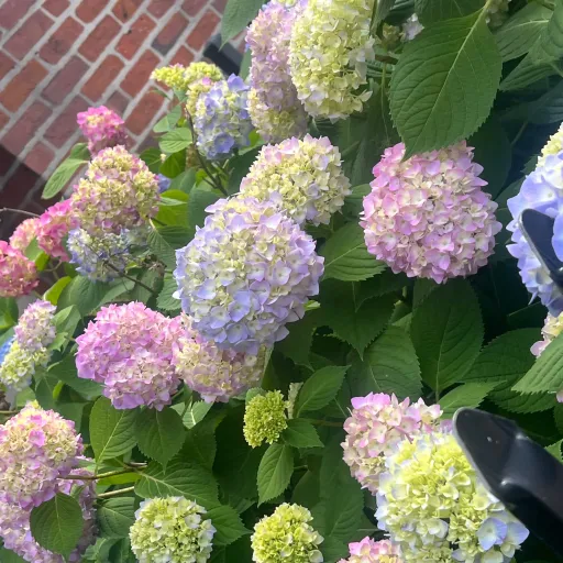 creator Ennathebestgirli's avatar