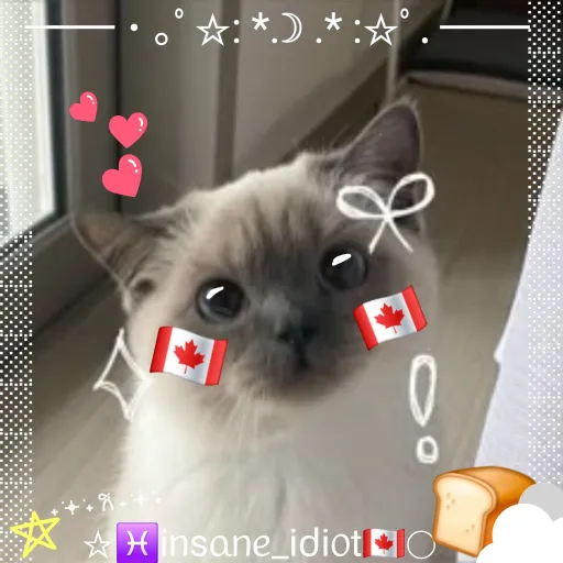 creator 🇨🇦🤍іᥒsᥲᥒᥱ_idiot🤍🍞's avatar