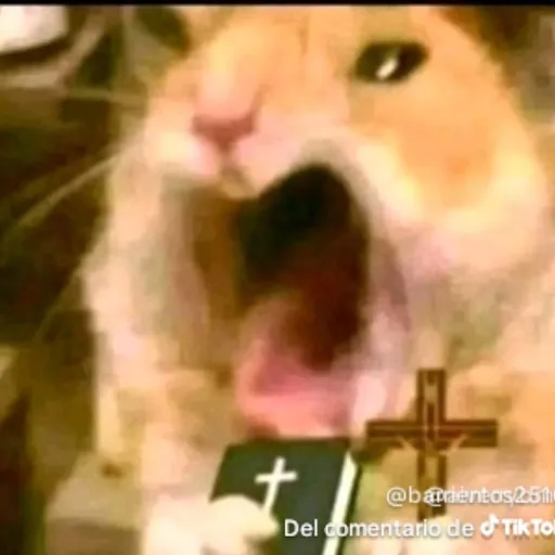 creator ¡Tia Pabola!'s avatar