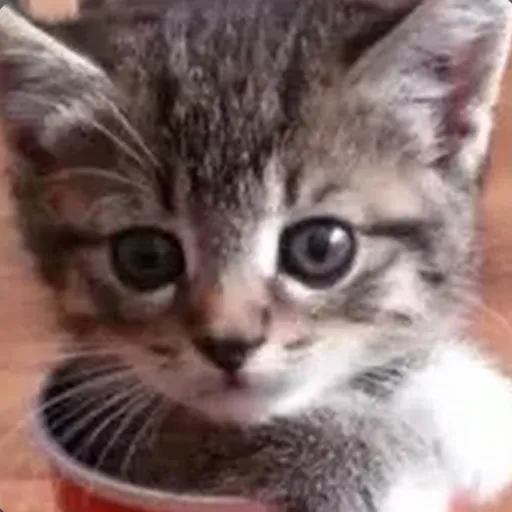 creator ♡Marlow♡'s avatar