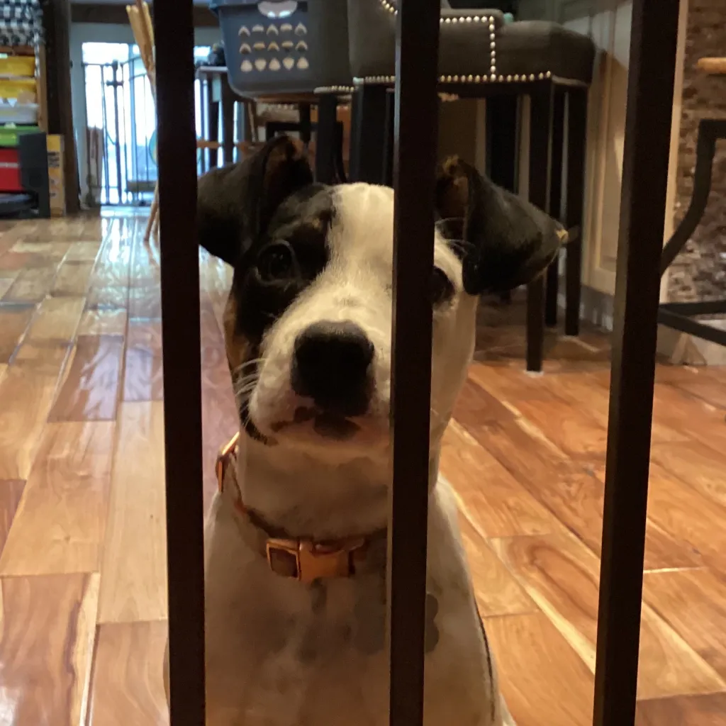 chat with ai character: Zoe the puppy 