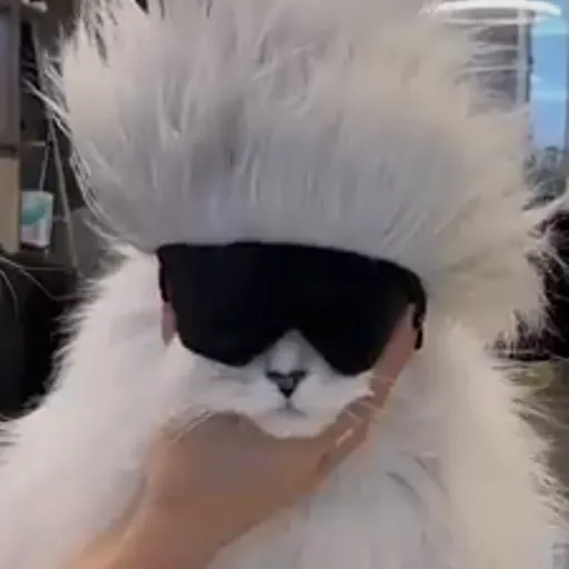 creator Gojo Satorus cat's avatar