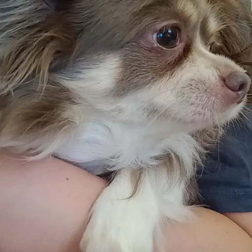 creator DogLover909's avatar