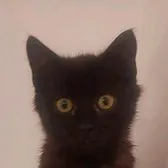 creator Talkior-yetdWTUk's avatar