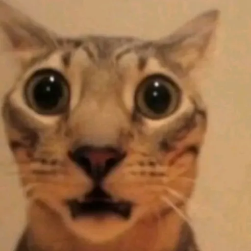 creator idkbro....'s avatar