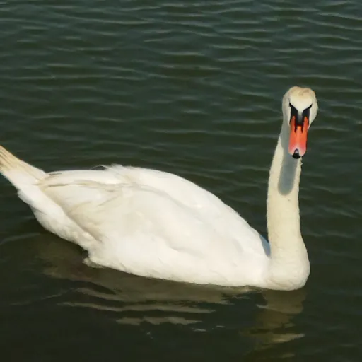 creator Swaner's avatar