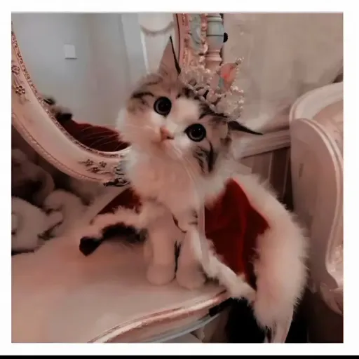 creator quelegusta el ship's avatar