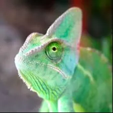 creator EverCipriano's avatar