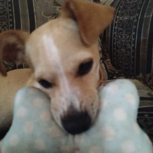 creator Angeline 🌸🌷🌱's avatar