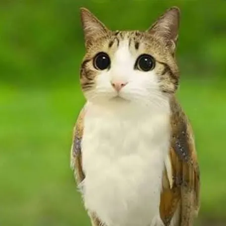 creator meowl cat's avatar