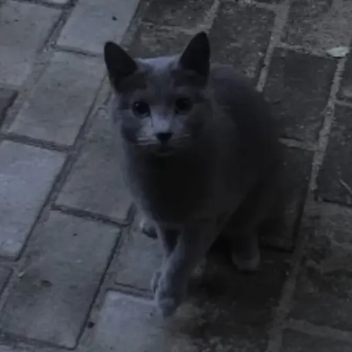 creator 𝕝𝟘𝕧𝔼𝕤 _ℂ𝟜𝕥𝕤's avatar