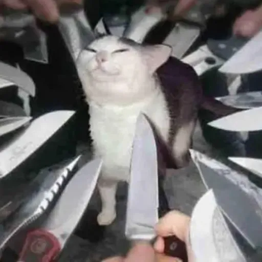 creator Knifcat's avatar