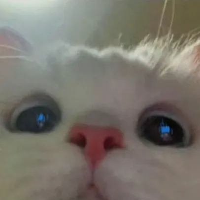 creator yourdadisgaybo🖕🏻's avatar