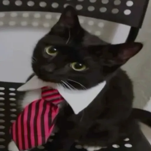 creator gato elegante 👽's avatar