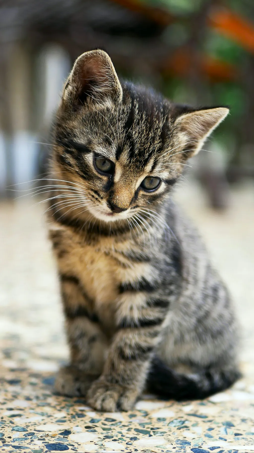 ai character: lost cat background