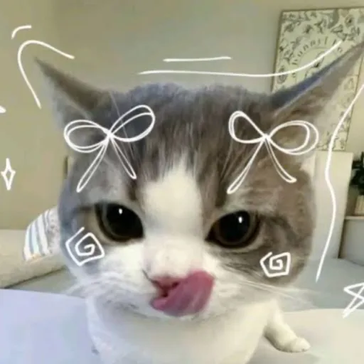 creator Kitty✮'s avatar