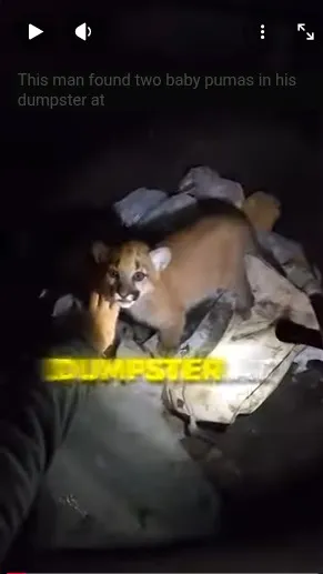 ai character: wolf cubs(for now) background